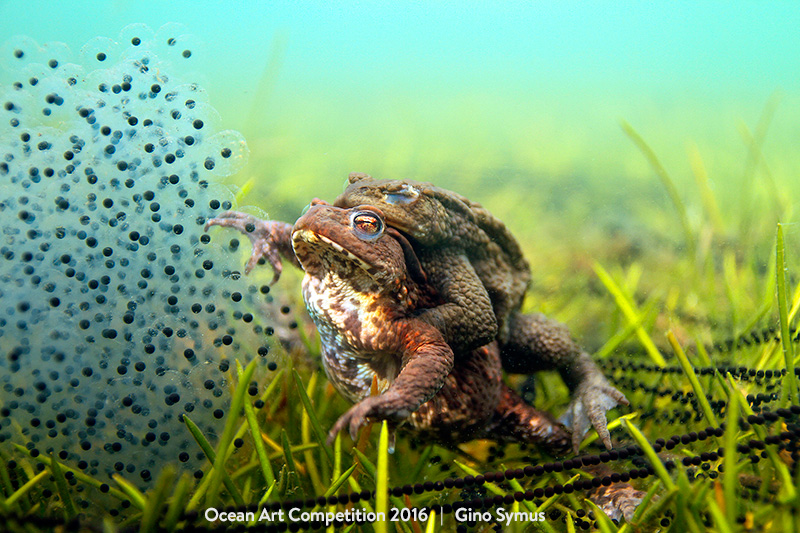 Illustration for article titled The Best Underwater Photographs of 2016 Are Out of This World